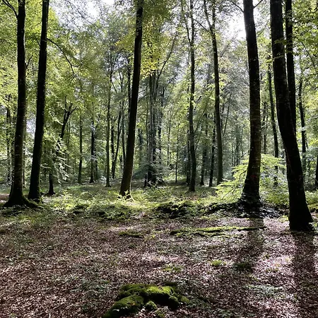 La Maringote * Cerisy-la-Forêt